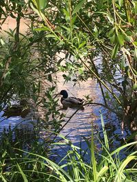 Bird in a lake