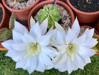 Close-up of white flowering plant