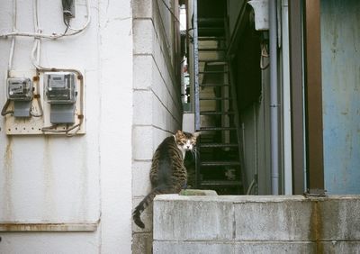 Cat sitting on wall