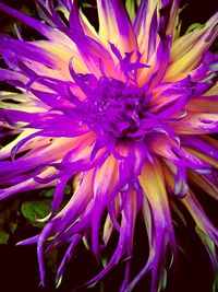 Close-up of purple flower blooming outdoors