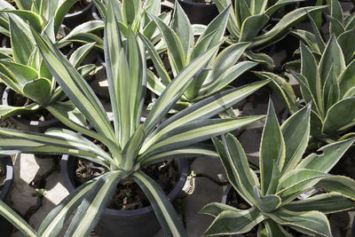 High angle view of potted plant on field