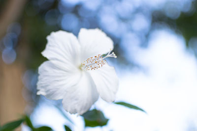 Close-up of white flowering plant