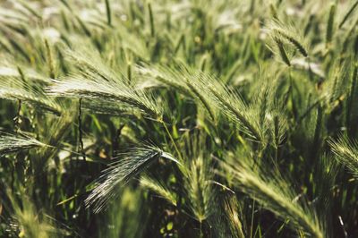 Close-up of wheat growing on field