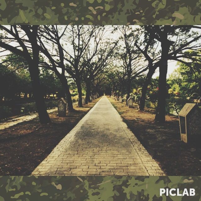 tree, the way forward, diminishing perspective, transportation, vanishing point, road, treelined, growth, street, road marking, tree trunk, branch, tranquility, nature, outdoors, day, footpath, no people, sunlight, empty road