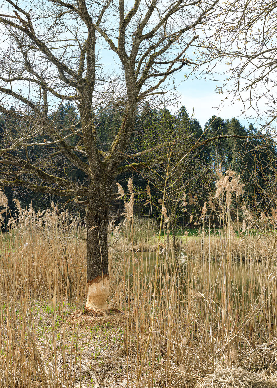 PLANTS GROWING ON FIELD BY LAKE