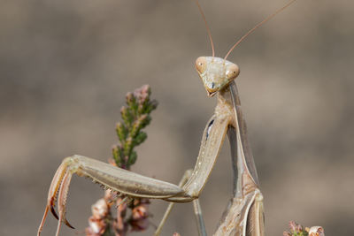 Close-up of insect