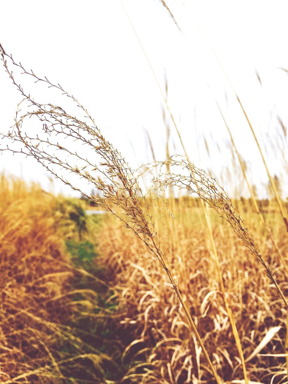 agriculture, field, crop, rural scene, cereal plant, farm, growth, wheat, landscape, nature, grass, tranquility, plant, clear sky, cultivated land, tranquil scene, dry, beauty in nature, straw, focus on foreground