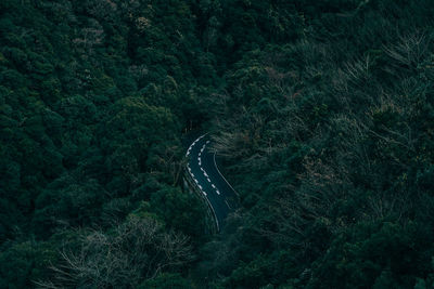 High angle view of road amidst trees in forest