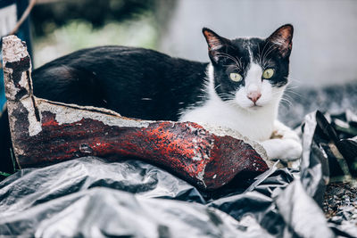 Portrait of cat resting on bed