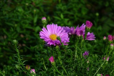 Close-up of pink cosmos flower blooming outdoors