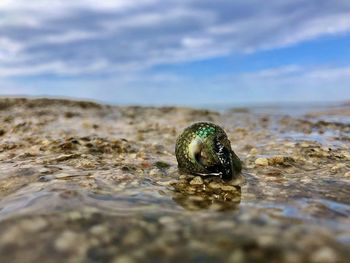 Close-up of shell on beach