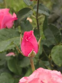 Close-up of pink rose