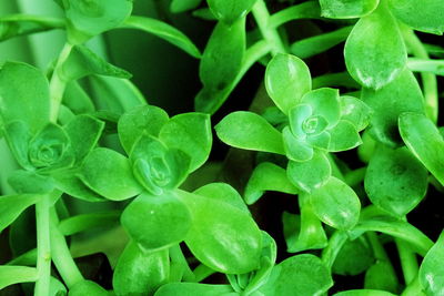 Full frame shot of green plants