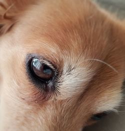 Close-up of dog eye