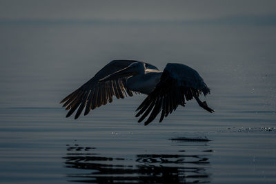 Bird flying over lake