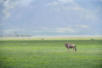 Side view of wildebeest standing on land against mountain