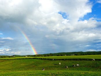 Rainbow over field