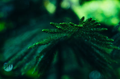 Close-up of water drop on leaf