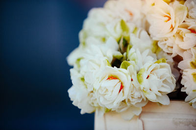 Close-up of white flowering plant