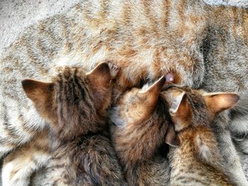 View of cat sleeping
