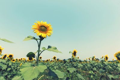 Close-up of sunflower against sky