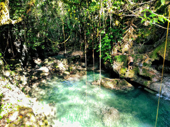 Scenic view of waterfall in forest