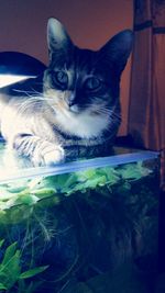 Portrait of cat