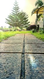 Walkway amidst palm trees against sky