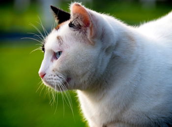 Close-up portrait of cat