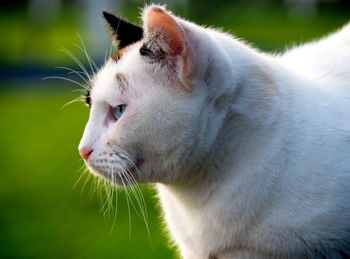 Close-up portrait of cat