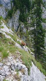 Scenic view of stream flowing through rocks in forest