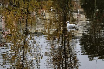 Birds in lake