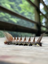 Hairy caterpillar crossing the bridge in zhangjiajie national park - china