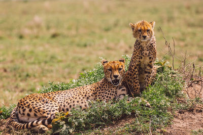 Cheetah with cub on field