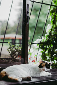 Cat looking through window
