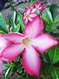 Close-up of pink flowers blooming outdoors