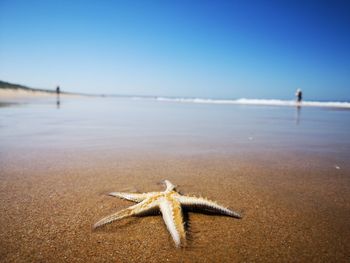 View of crab on beach