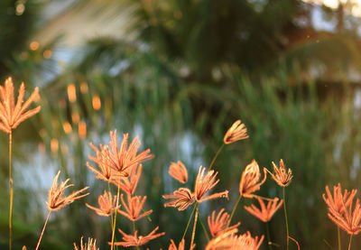 Close-up of flowers blooming outdoors