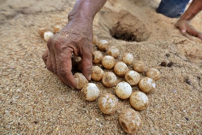 Turtle eggs on the beach sand