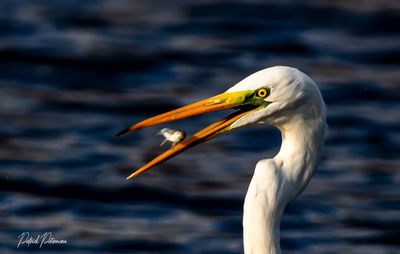 Close-up of a bird