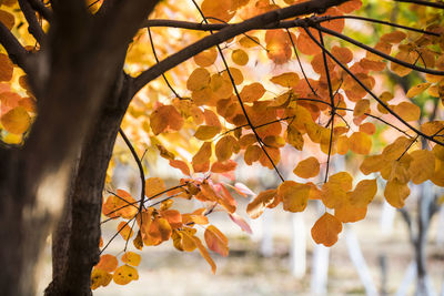 Close-up of autumnal leaves on tree