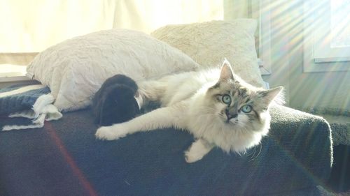 Close-up of cat relaxing on floor