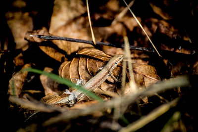 Close-up of mushroom growing on field in forest