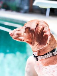 Close-up of dog looking at swimming pool