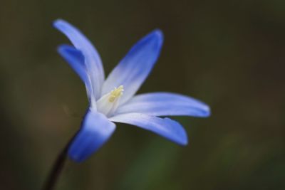 Close-up of purple flowering plant