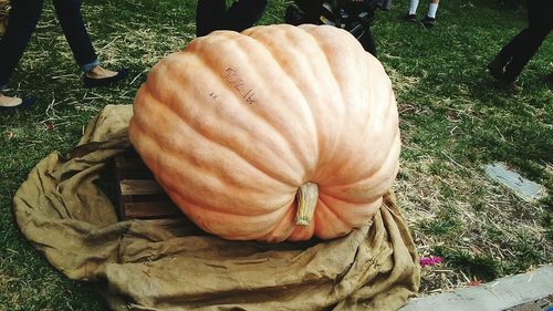 High angle view of pumpkin on field during autumn