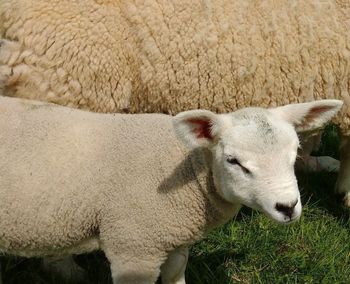 Close-up of sheep