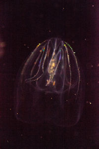 Close-up of jellyfish swimming in water