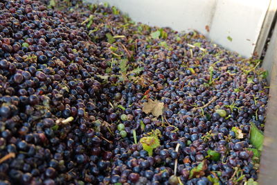 Freshly harvested grapes