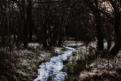 Scenic view of bare trees in forest